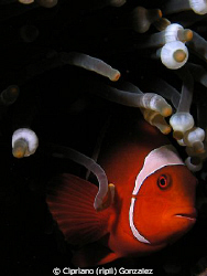 spinecheek fish hiding from me :) by Cipriano (ripli) Gonzalez 